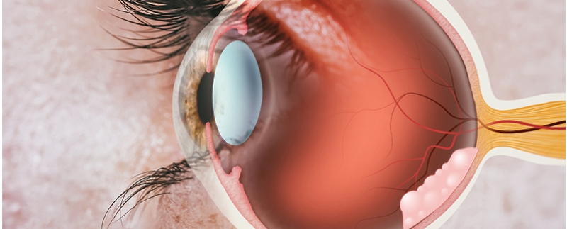Ilustração detalhada do interior do olho humano